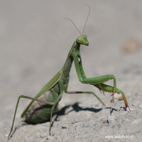 Mantide religiosa (Mantis religiosa)