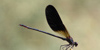 Immagine Damigella rame (Calopteryx hemorroidalis), maschio adulto