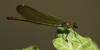 Damigella splendente (Calopteryx splendens), adulto