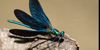 Damigella vergine (Calopteryx virgo), adulto