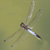 Libellula depressa (Libellula depressa), adulto