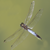 Libellula depressa