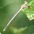  (Sympecma fusca), adulto