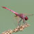 Simpetrum occhiazzurri (Sympetrum fonscolombei), adulto