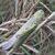 Locusta migratoria