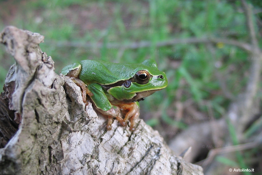 Prima immagine (Le raganelle italiane, le specie)