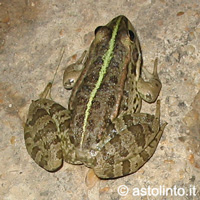 Rana verde italiana, Pelophylax bergeri/kl. hispanica