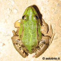 Rana verde italiana, Pelophylax bergeri/kl. hispanica