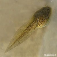 Rana verde italiana, Pelophylax bergeri/kl. hispanica - girino