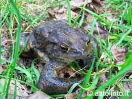 Rospo comune, Bufo bufo
