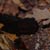 Salamandra di Lanza, d