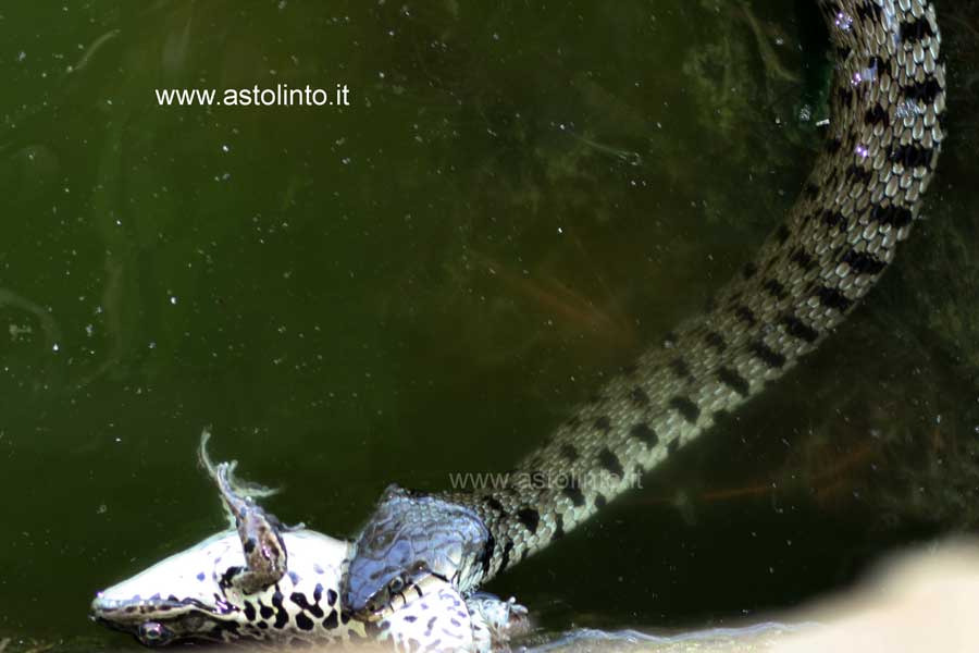 Biscia dal  collare inghiotte una rana verde