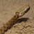 Biscia tassellata