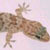 Geco - Tarentola mauritanica
