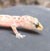 Geco verrucoso - Hemidactylus turcicus