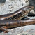 Gongilo - Chalcides striatus