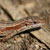 Zootoca vivipara