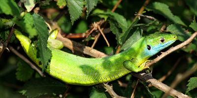 Ramarro occidentale (Lacerta bilineata)