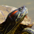 Tartaruga orecchie rosse, Trachemys scripta elegans