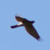 Albanella minore, Circus pyrargus