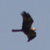 Albanella reale, Circus cyaneus