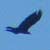 Aquila reale, Aquila chrysaetos