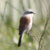 Averla capirossa, Lanius senator