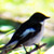 Balia nera maschio, Ficedula hypoleuca