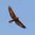 Falco di palude, Circus aeruginosus 