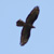 Falco pecchiaiolo, Pernis apivorus