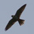 Falco pellegrino, Falco peregrinus
