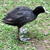 Folaga, Fulica atra