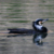 Marangone dal ciuffo, Phalacrocorax aristotelis 