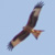 Nibbio reale, Milvus milvus