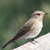 Pigliamosche - Muscicapa striata
