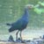 Pollo sultano, Porphyrio porphyrio