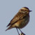 Stiaccino femmina, Saxicola rubetra