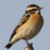 Stiaccino maschio, Saxicola rubetra