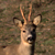 Capriolo maschio (Capreolus capreolus)