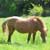 Cavallo