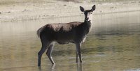 Cervo femmina (Cervus elaphus)