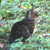 Gatto selvatico, Felis sylvestris