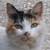 Gatto domestico, Felis catus