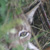 Lince, Lynx lynx