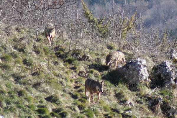 Lupo (Canis lupus)
