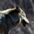 Lupo, Canis lupus