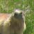 Marmotta - Marmota marmota