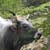 Mucca