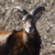 Muflone maschio (Ovis musimon)