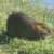 Nutria